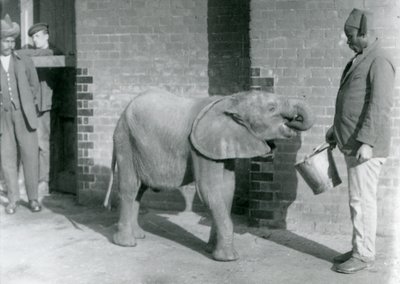 Jonge Afrikaanse olifant Kiberenge wordt gevoerd door Darisha terwijl Syed Ali toekijkt op de achtergrond, London Zoo, september 1923 door Frederick William Bond